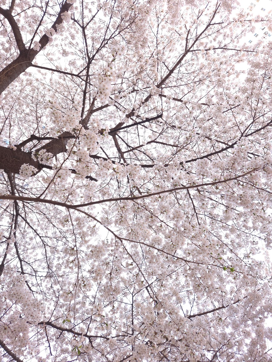 gardenstone의 사진 작품